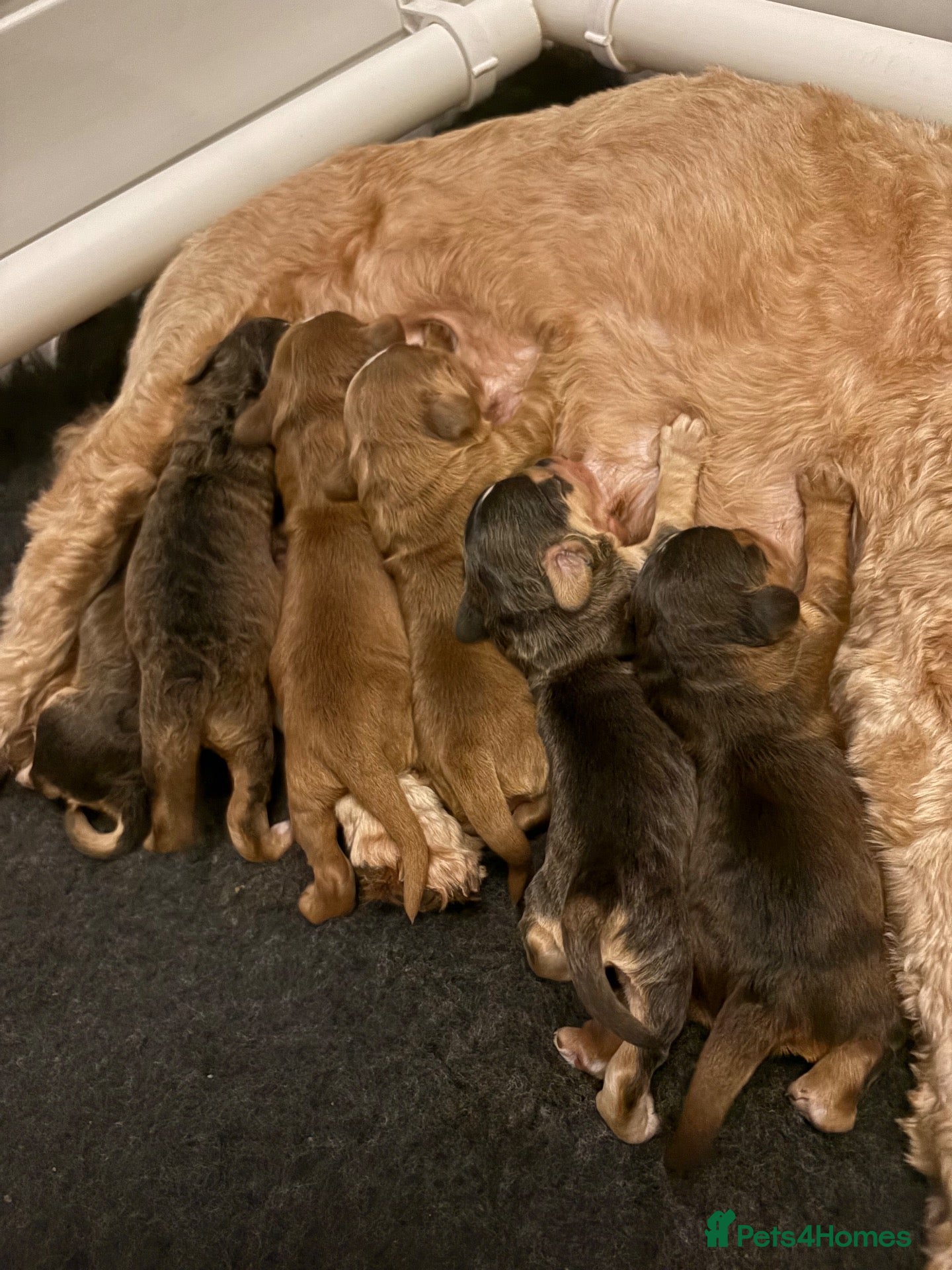 Cockapoo dogs Beautifully marked F2 smooth coated Cockapoos  - Advert 3