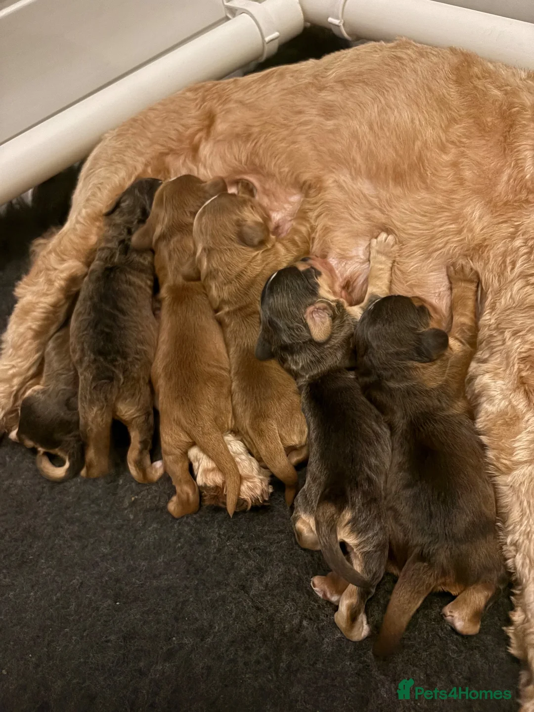 Cockapoo dogs for sale: Beautifully marked F2 smooth coated Cockapoos  - Advert 2