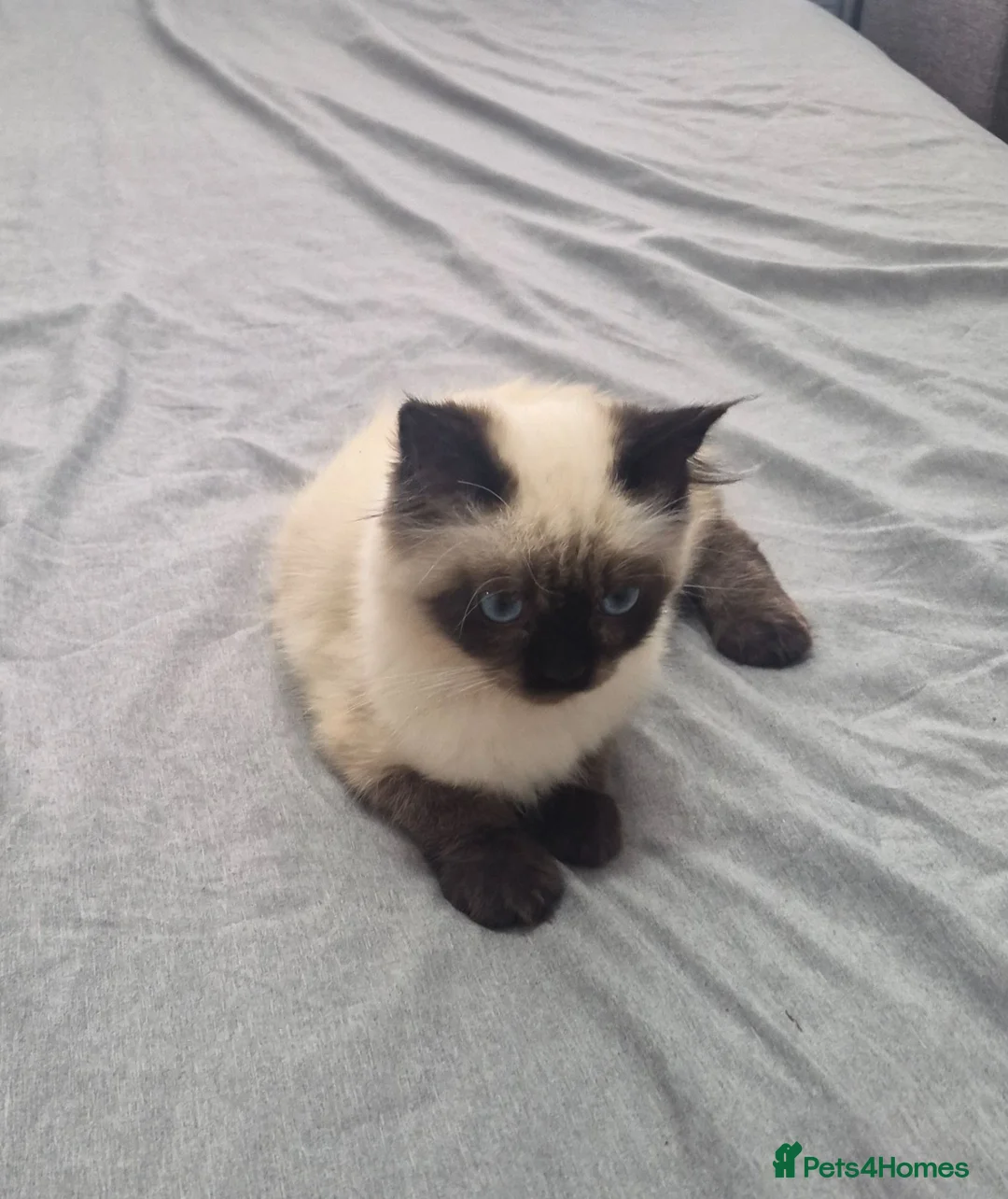 Ragdoll cats for sale: Stunning Male Ragdoll x Persian Kitten  - Advert 1