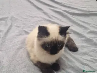 Ragdoll cats Stunning Male Ragdoll x Persian Kitten - Advert 1