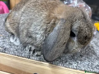 Mini Lop rabbits Baby Minilop BRC rung and Vaccinated - Advert 15