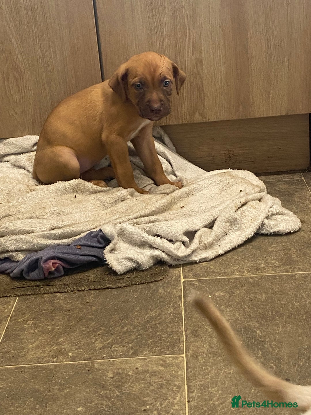 Mixed Breed dogs for sale: Mixed breed  - Image 9