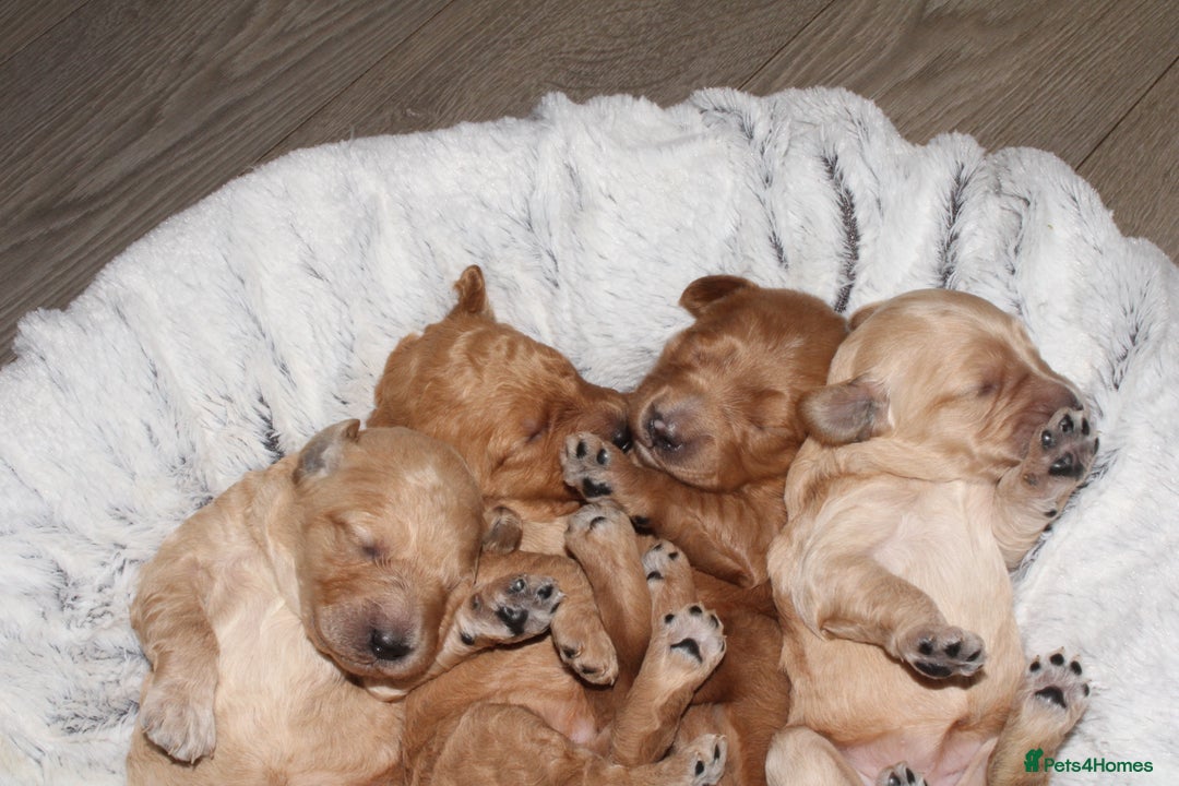 Mini Goldendoodle dogs for sale: Miniature Goldendoodle Puppies – Therapy Dog Mum - Image 7