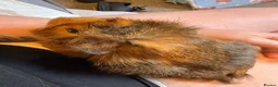 Guinea Pig rodents for sale: 2 male Abyssinian guinea pigs  in Radstock - Advert 7