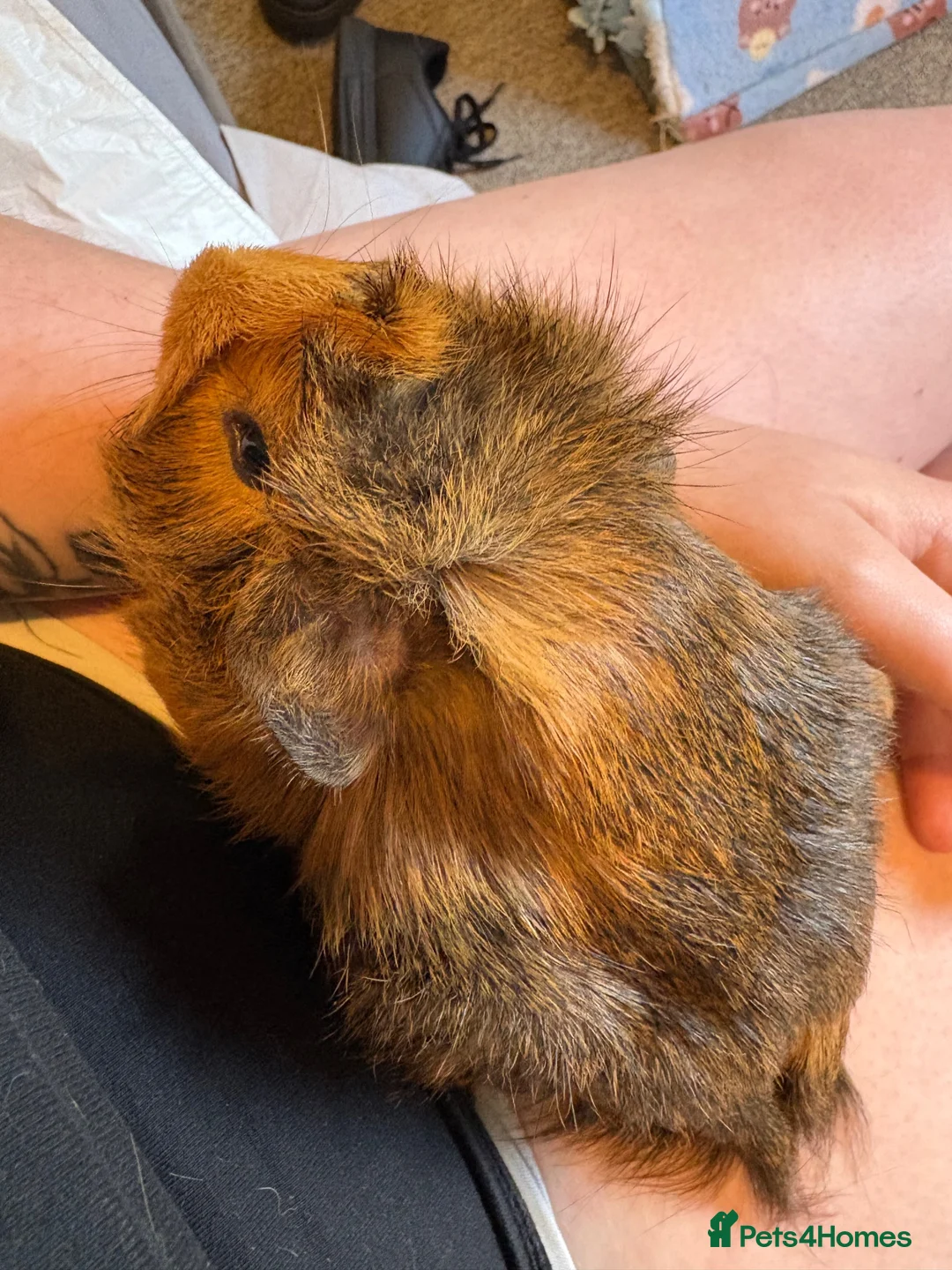 Guinea Pig rodents for sale: 2 male Abyssinian guinea pigs  in Radstock - Advert 7