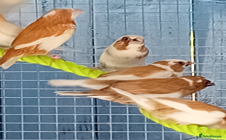 Finches birds Bengalese finches - Advert 1