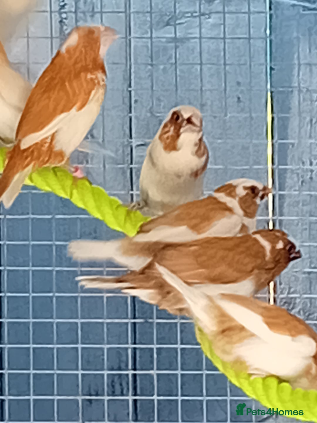 Finches birds for sale: Bengalese finches - Advert 1