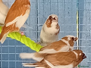 Finches birds Bengalese finches - Advert 1