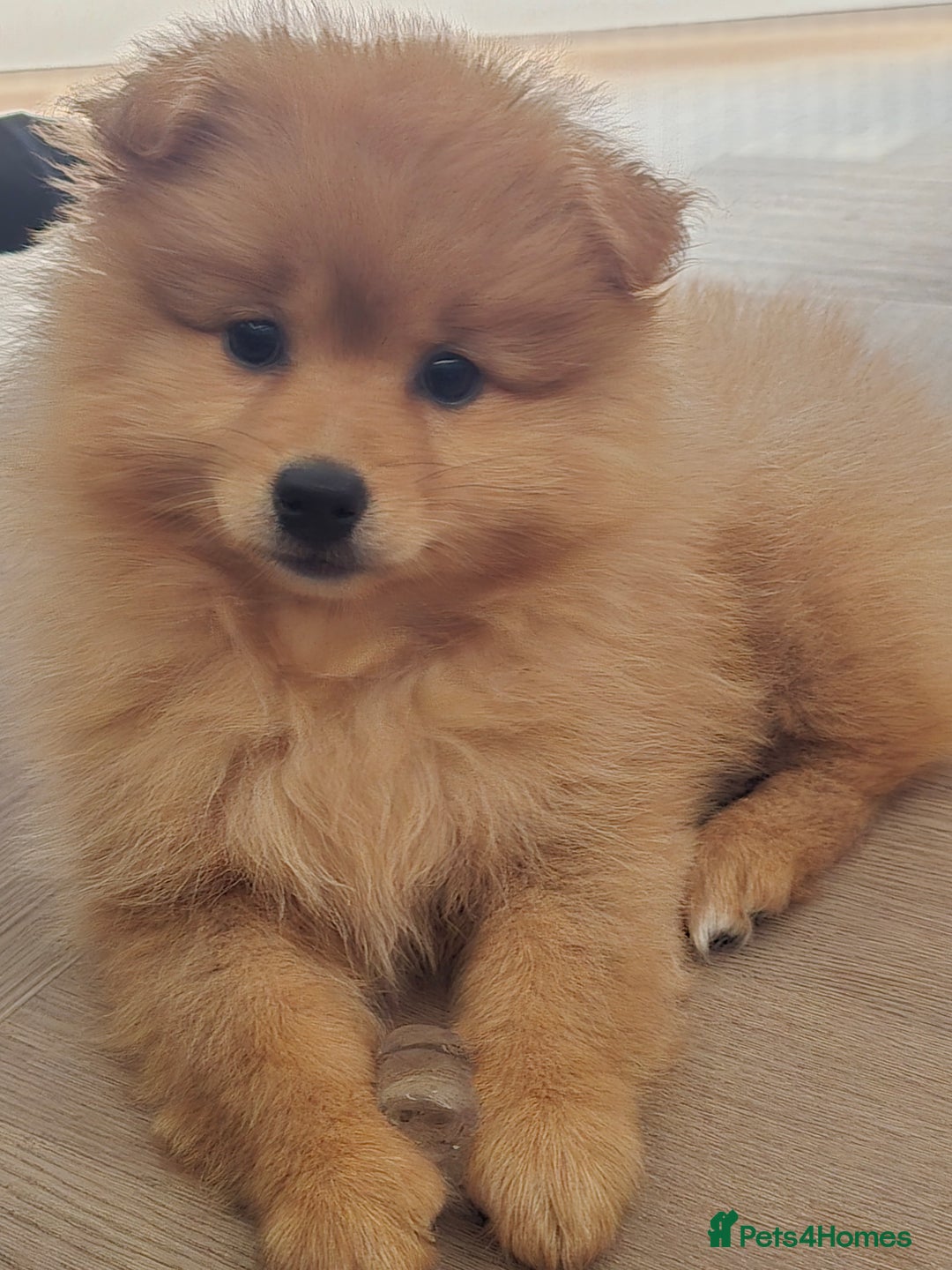 Pomeranian dogs for sale: Pomeranian puppy - Image 2
