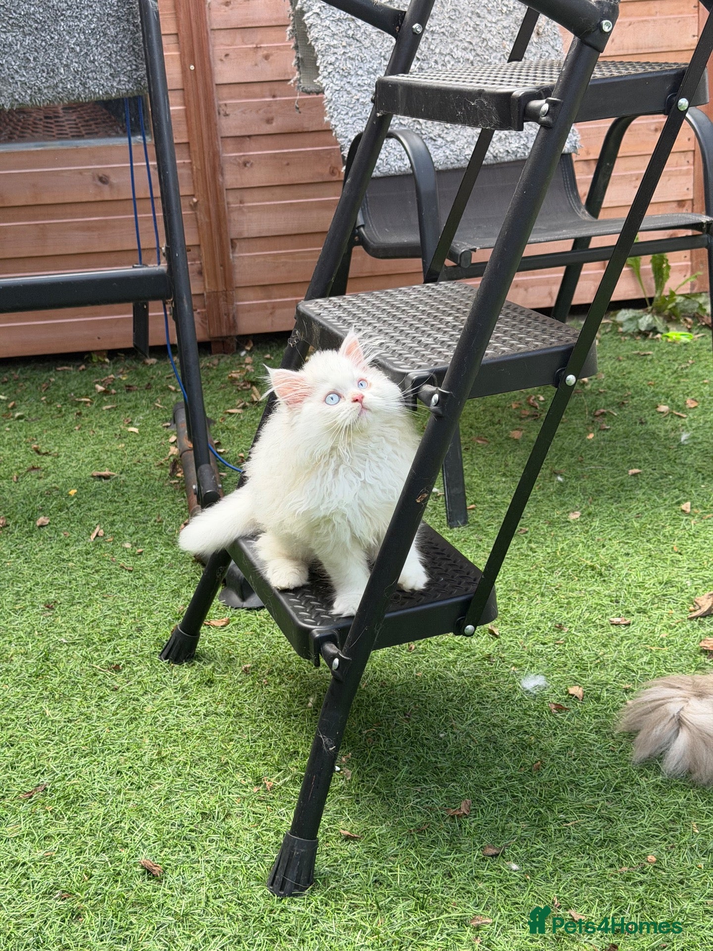 British Longhair cats Pedigree British Longhair Boy – Blue Eyes - Advert 16