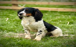 Cocker Spaniel dogs for stud: Kc Tri Colour Working Cocker At Stud.  - Image 1