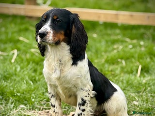 Cocker Spaniel dogs - Advert 28