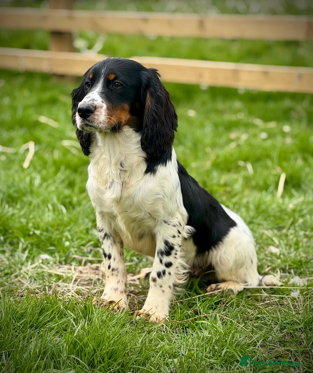 Cocker Spaniel dogs for stud: Kc Tri Colour Working Cocker At Stud.  - Advert 1