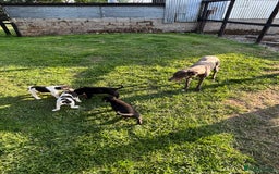 Mixed Breed dogs for sale: Lurcher x Foxhound  - Image 2