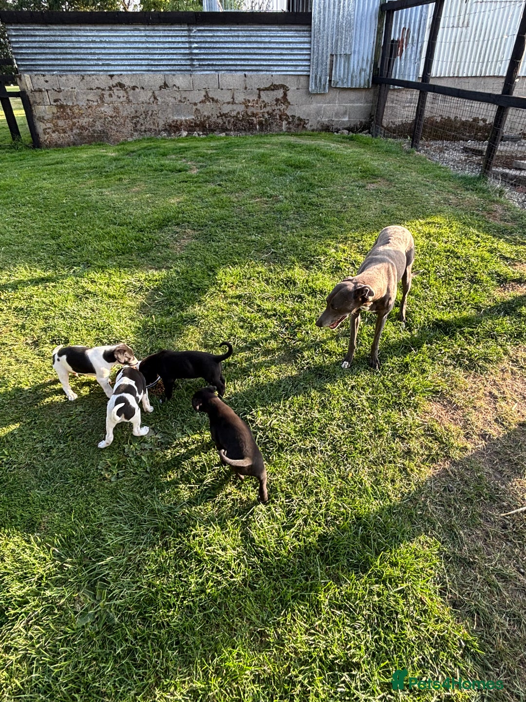 Mixed Breed dogs for sale: Lurcher x Foxhound  - Image 2