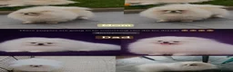 Pomeranian dogs for sale: SHOW QUALITY KOREAN WHITE POMERANIAN PUPPIES  in Wolverhampton - Advert 1