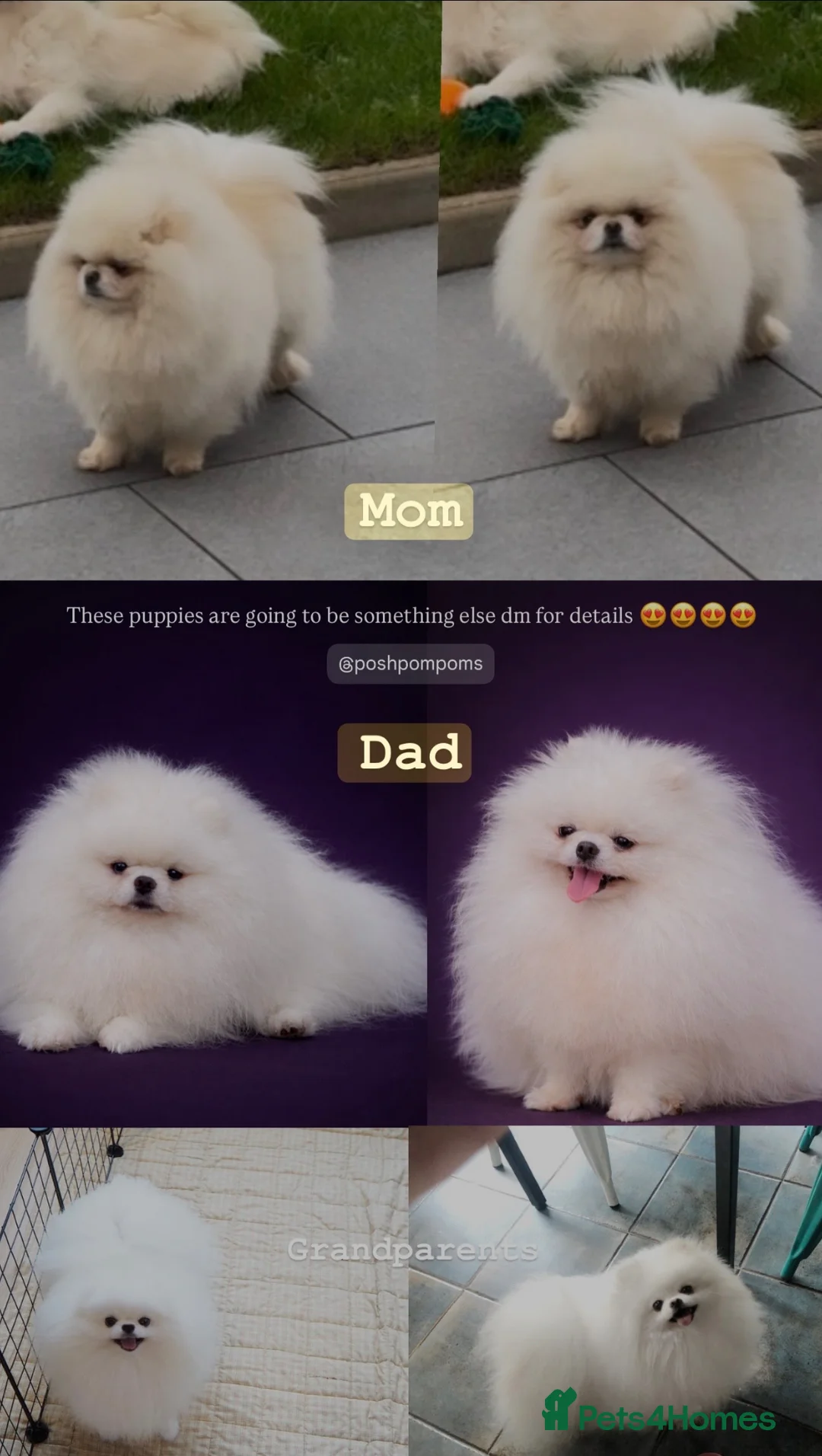 Pomeranian dogs for sale: SHOW QUALITY KOREAN WHITE POMERANIAN PUPPIES  in Wolverhampton - Advert 1