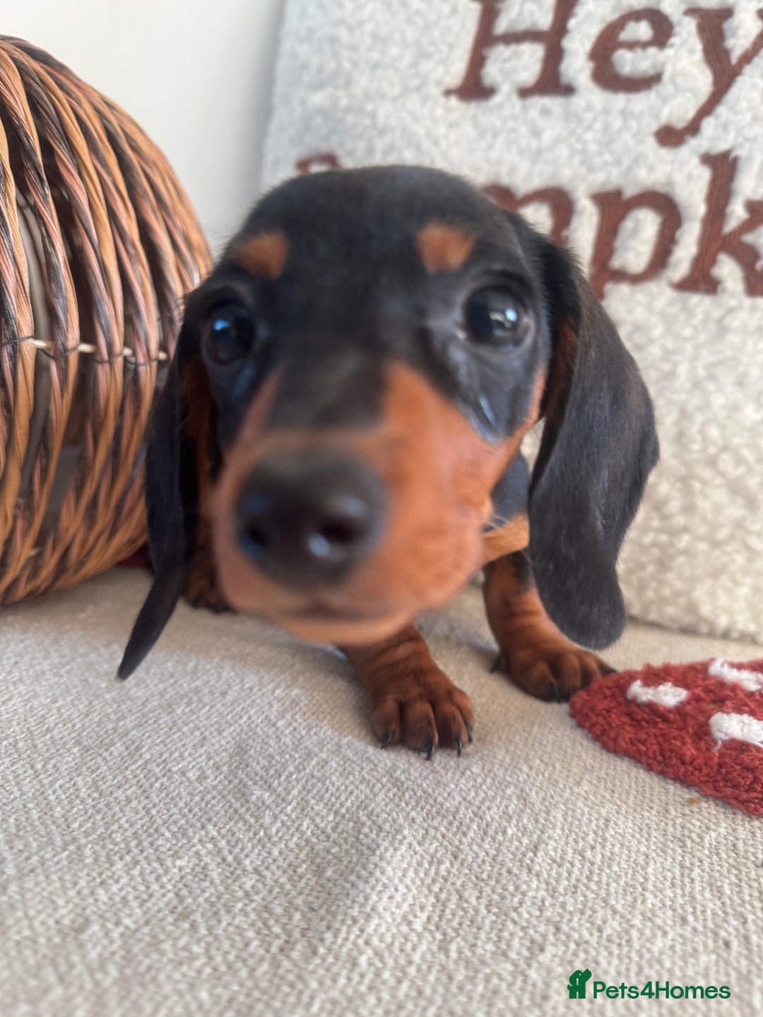 Miniature Dachshund dogs for sale: Miniature smooth dachshund puppies ready now - Image 18