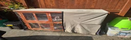 Guinea Pig rodents for sale: 2 female Guinea pigs and hutch - Advert 4