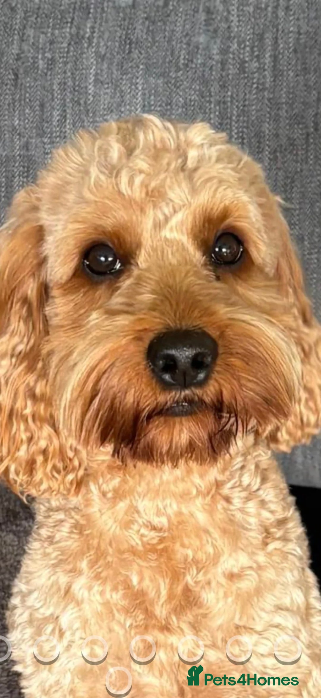 Cockapoo dogs for sale: Cockatoo puppies - Advert 12