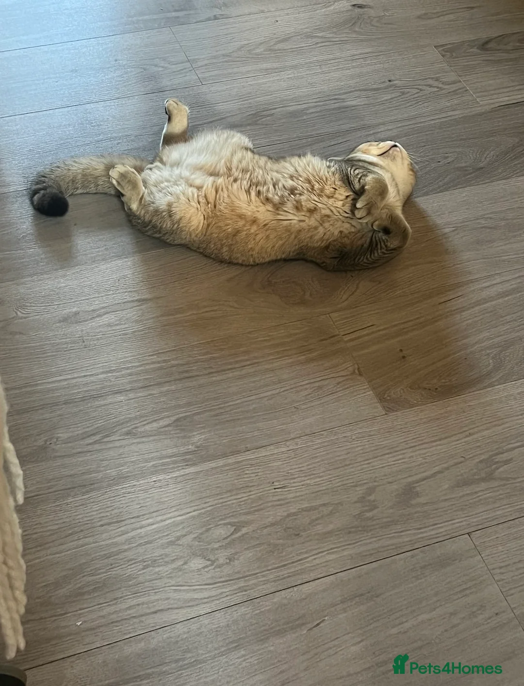 British Shorthair cats for sale: 4 Beautiful British Shorthair Kittens for Sale - Advert 14