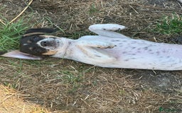 Jack Russell dogs for sale: Jack Russell Girl  - Image 3