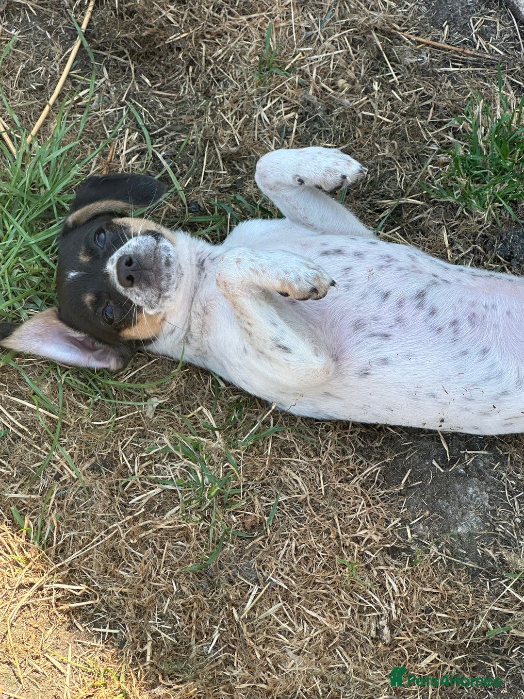 Jack Russell dogs for sale: Jack Russell Girl  - Image 3