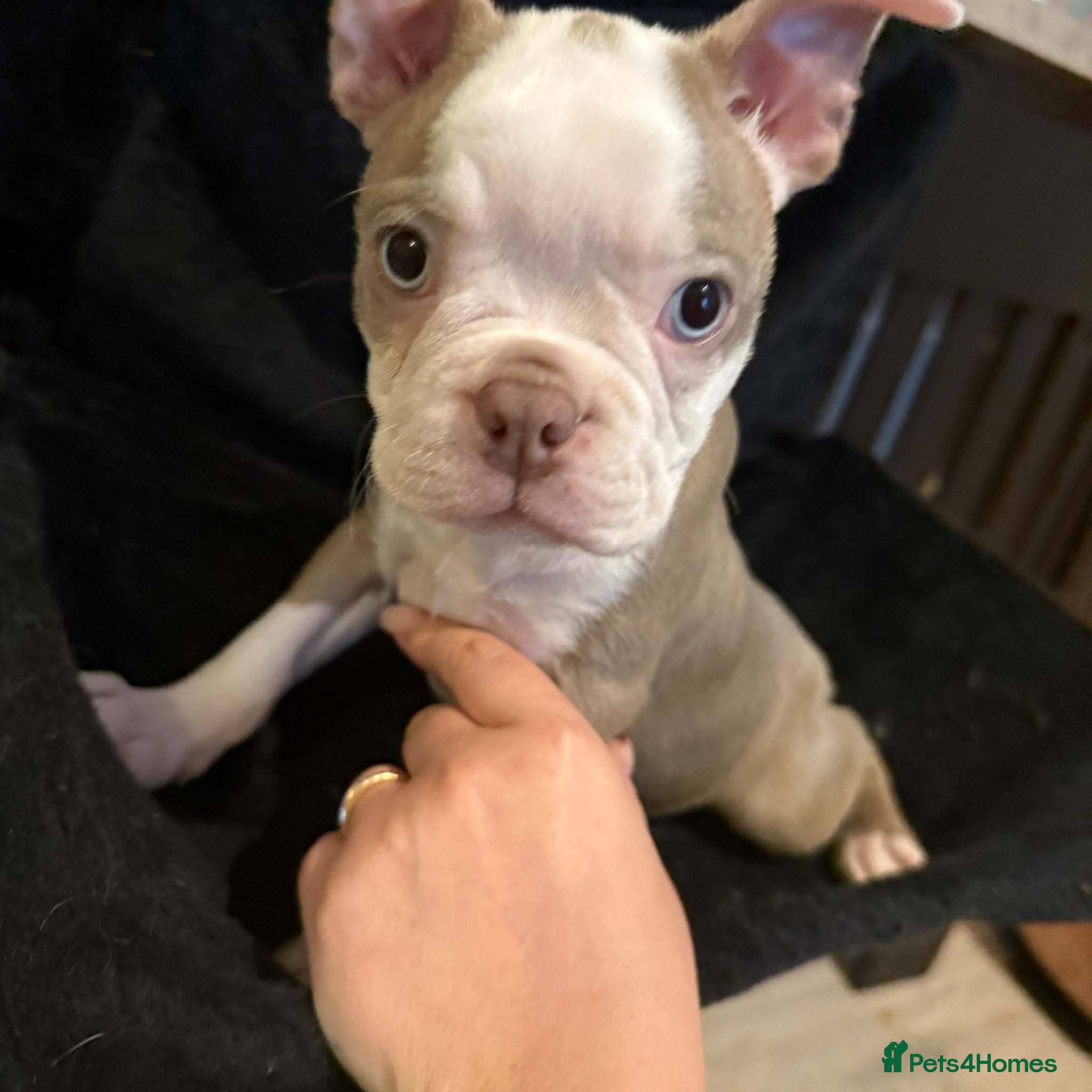 Boston Terrier dogs KC registered Boston Terrier ready now  - Advert 2