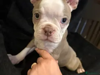 Boston Terrier dogs KC registered Boston Terrier ready now - Advert 2