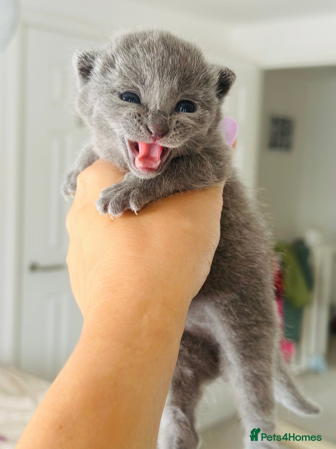 Russian Blue cats for sale: *TOP* Quality TICA GCCF Russsian Blue Kittens - Image 3