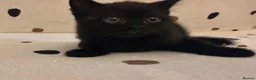 British Shorthair cats for sale: DNA health tested BSH kittens  - Advert 5