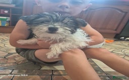 Mixed Breed dogs for sale: Jackawawa pups - Image 1