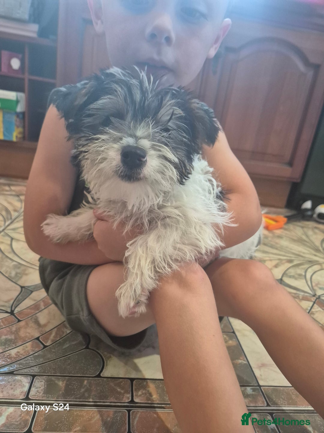 Mixed Breed dogs for sale: Jackawawa pups - Image 1