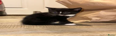 Mixed Breed Kitten 3
