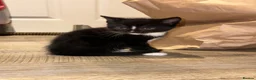 Mixed Breed cats for sale: Kittens  in Stoke-on-Trent - Advert 4