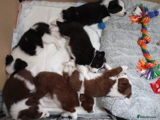 Border Collie dogs Stunning border collie babies - Advert 4