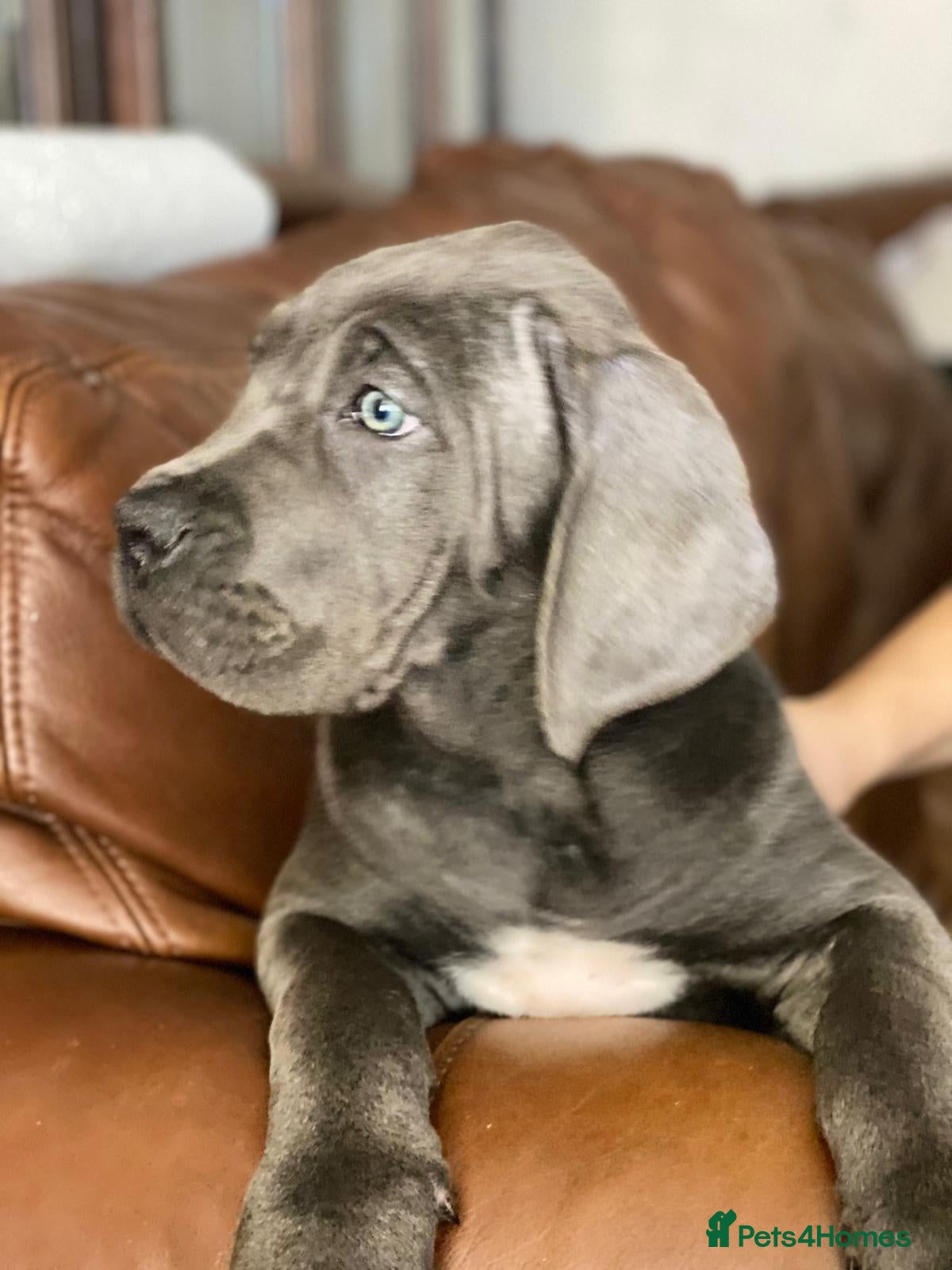 Cane Corso dogs cane corso puppies  - Advert 13