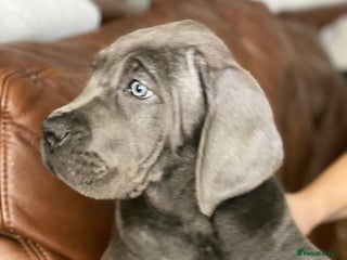 Cane Corso dogs cane corso puppies - Advert 4