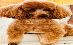 Miniature Poodle dogs for sale: MINIATURE POODLE PUPPIES.   - Advert 19