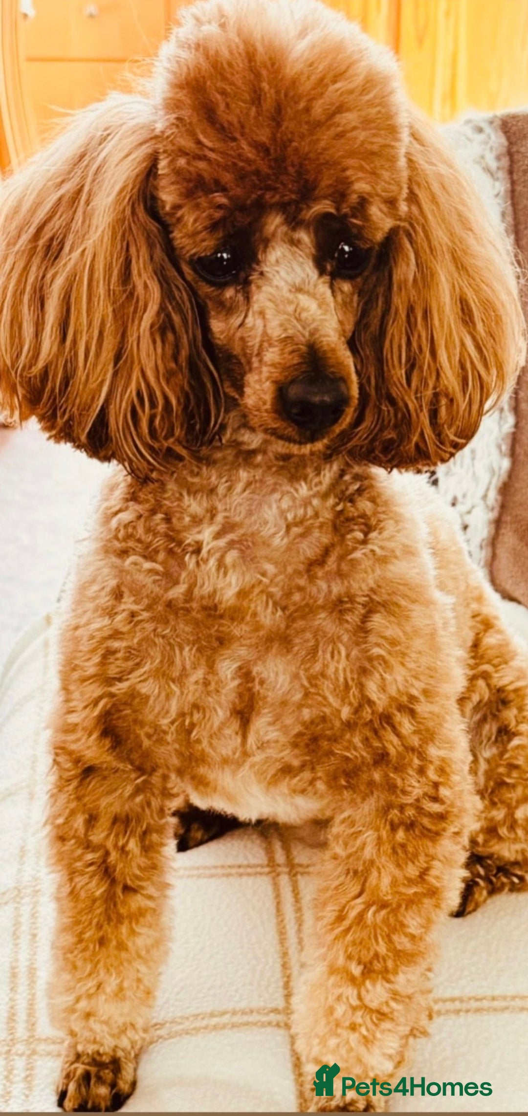 Miniature Poodle dogs for sale: MINIATURE POODLE PUPPIES.   - Advert 19