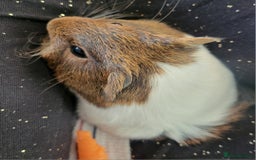 Guinea Pig rodents for sale: 4 boys and 1 girl baby guinea pigs - Advert 5
