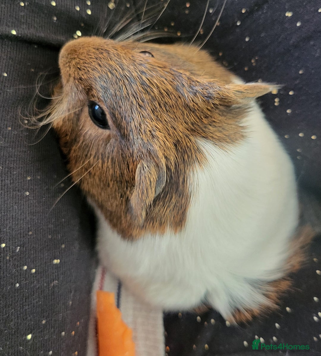 Guinea Pig rodents for sale: 4 boys and 1 girl baby guinea pigs - Advert 5