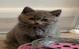 British Shorthair cats for sale: Beautiful Tica Registered Kittens  - Image 10