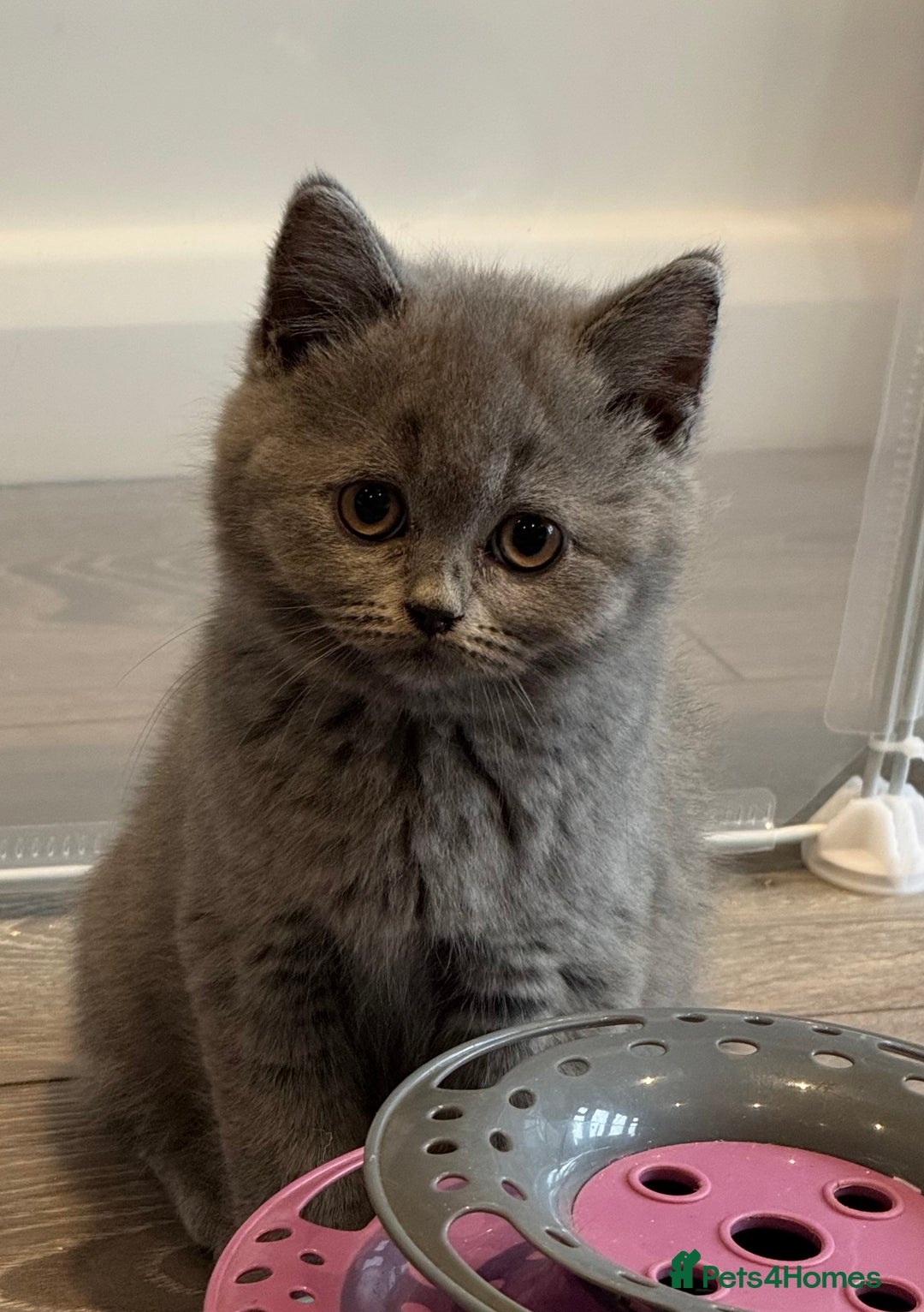 British Shorthair cats for sale: Beautiful Tica Registered Kittens  - Image 10