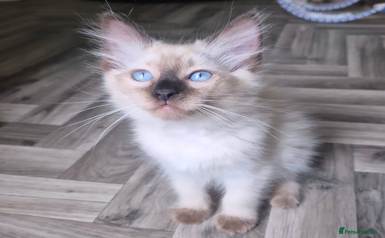 Ragdoll cats - Advert 16