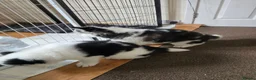 Siberian Husky dogs for sale: EBONY / ARYA SIBERIAN HUSKYS READY TO LEAVE  - Advert 32
