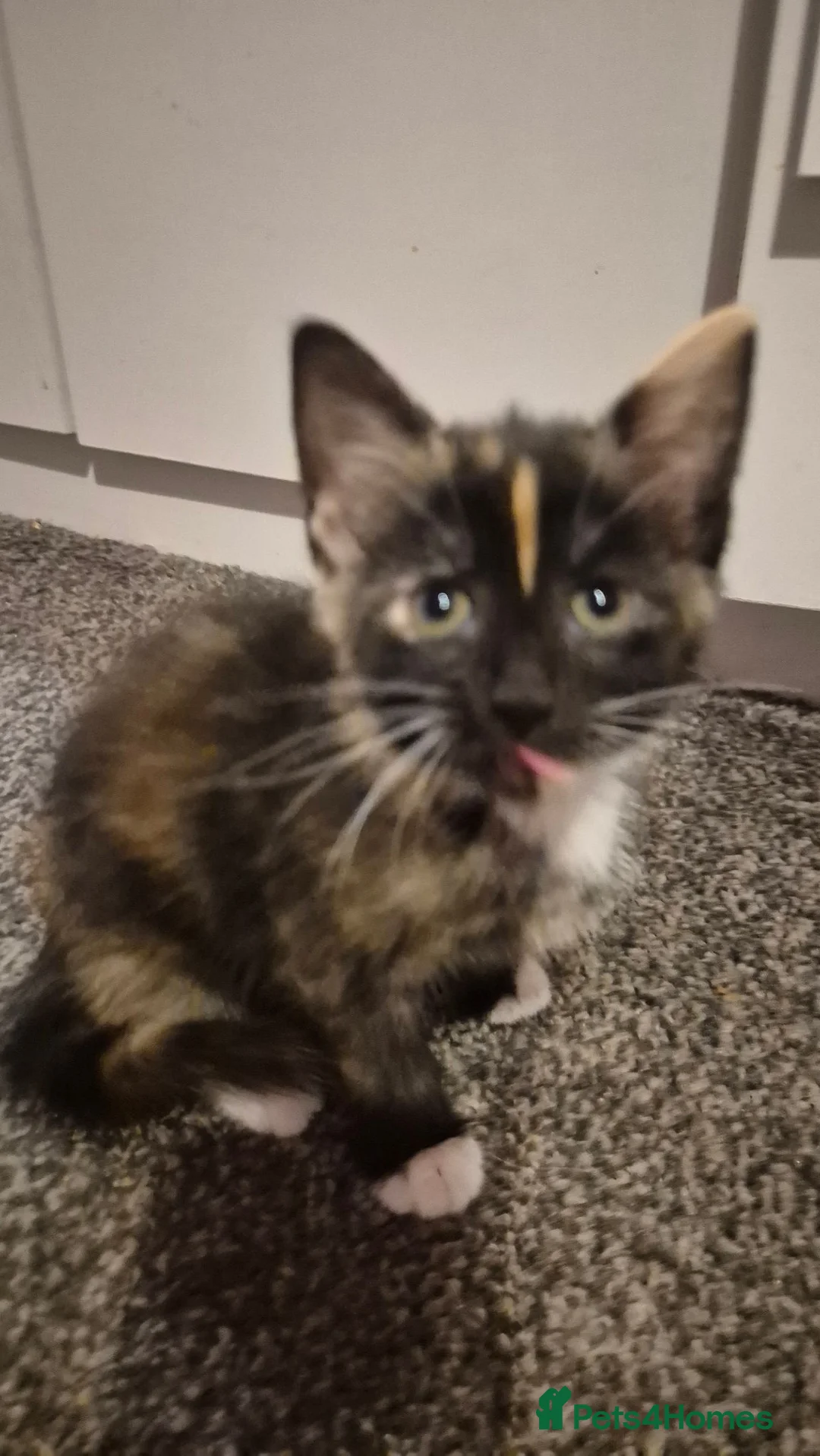 Mixed Breed cats for sale: Kittens - Advert 2