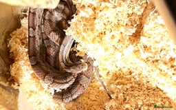 Corn Snake reptiles for sale: Adult corn snake with viv  - Image 2