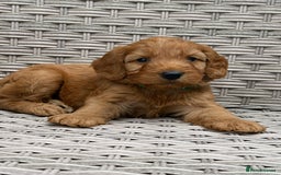 Cockapoo dogs for sale: 😍😍 F1 cockapoo puppies 😍😍 - Image 11