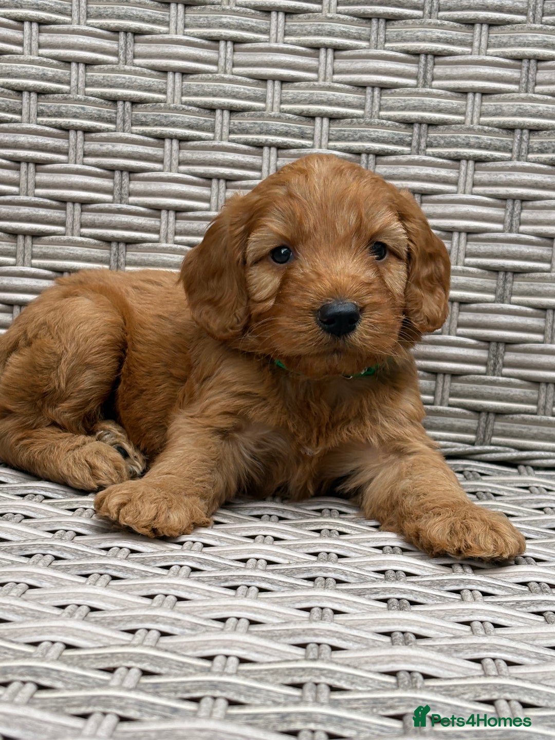 Cockapoo dogs for sale: 😍😍 F1 cockapoo puppies 😍😍 - Image 11